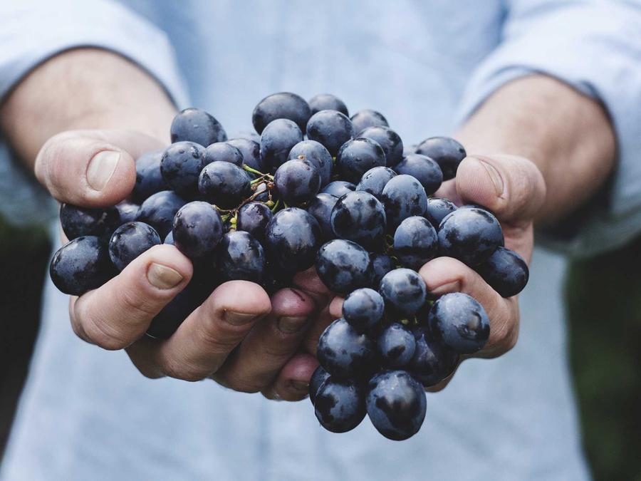 Photo d’illustration : des mains tiennent une grappe de raisin noir